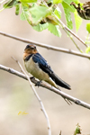 Barn Swallow